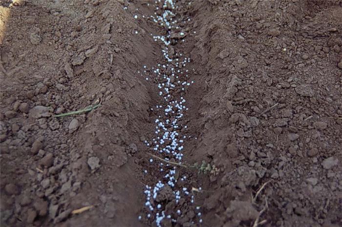 کود دهی به روش نواری